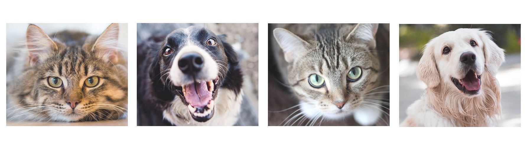 Banner showing an American shorthair cat, a border collie and two other friendly pets